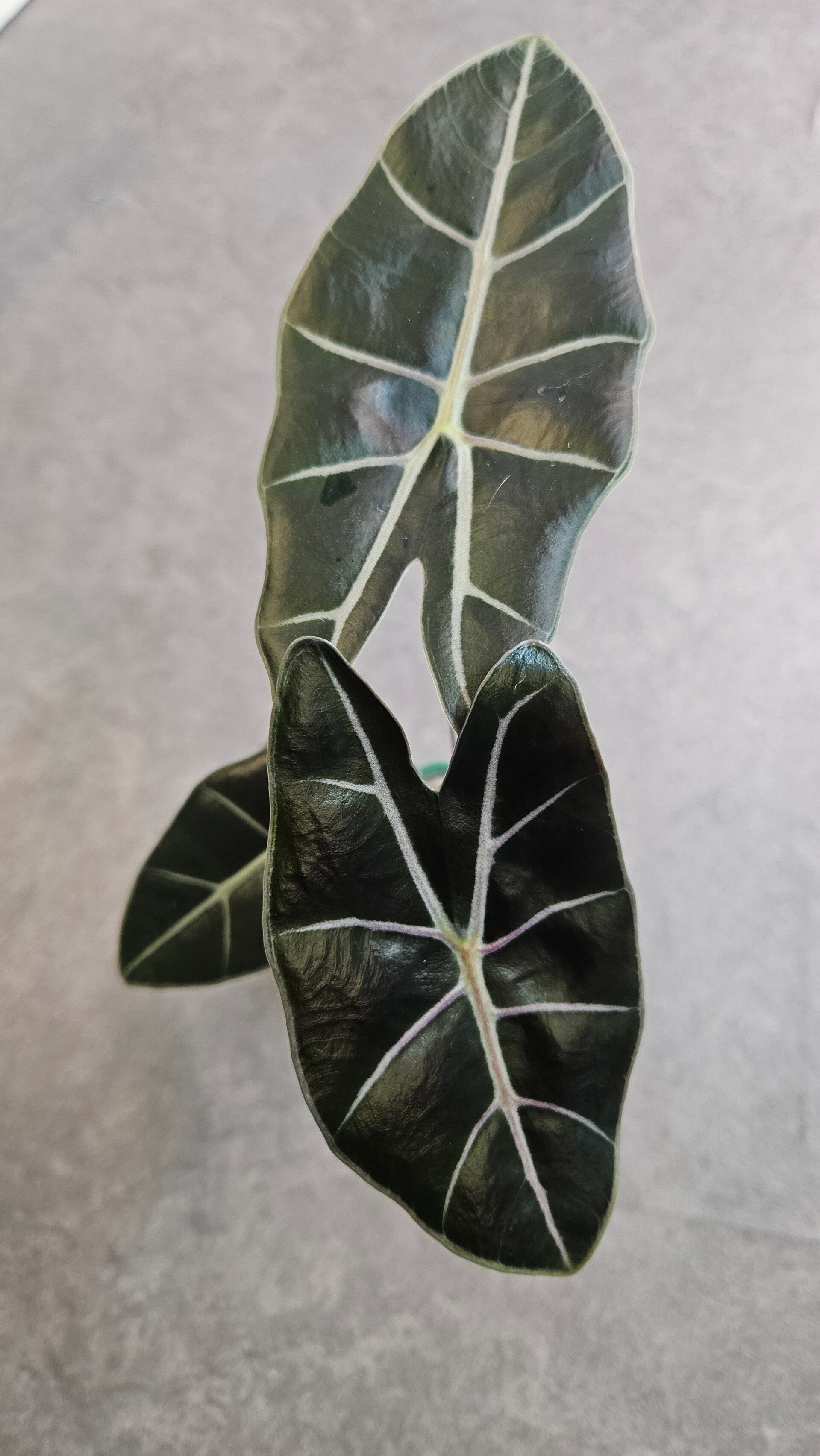 Alocasia Black Satun Pink Bone (ntk)
