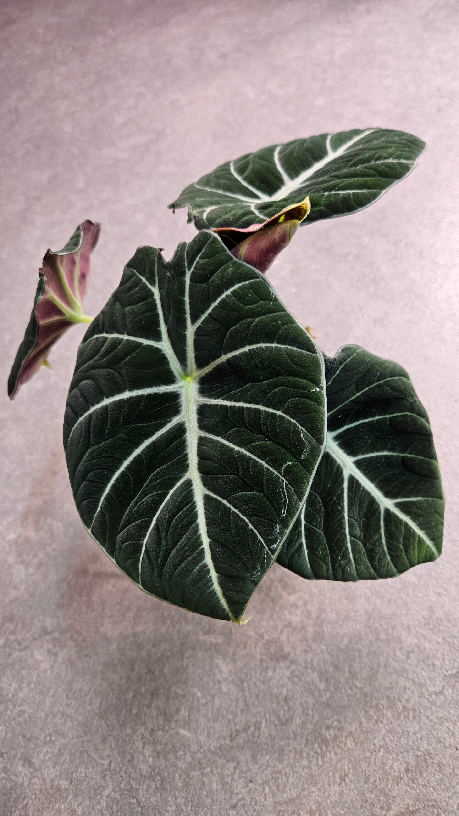 Alocasia Black Velvet (ntk)