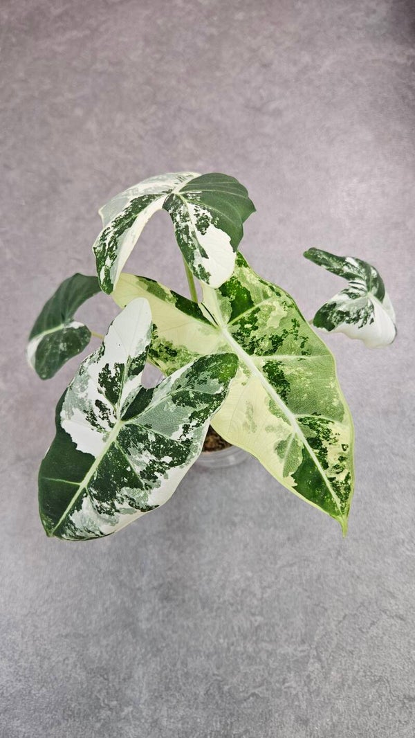 Alocasia micholitziana 'Frydek' Albo Variegata (ntk)