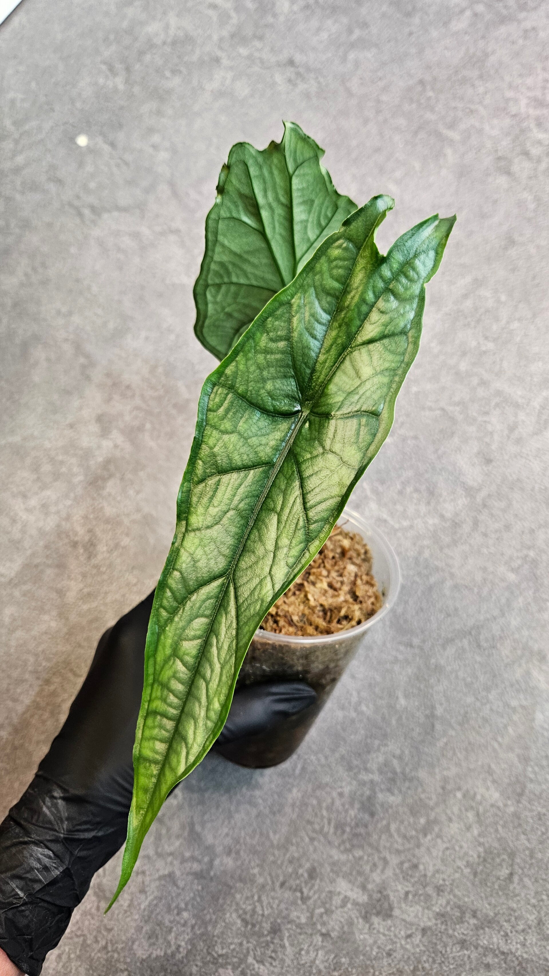 Alocasia Heterophylla Dragon Breath (ntk)