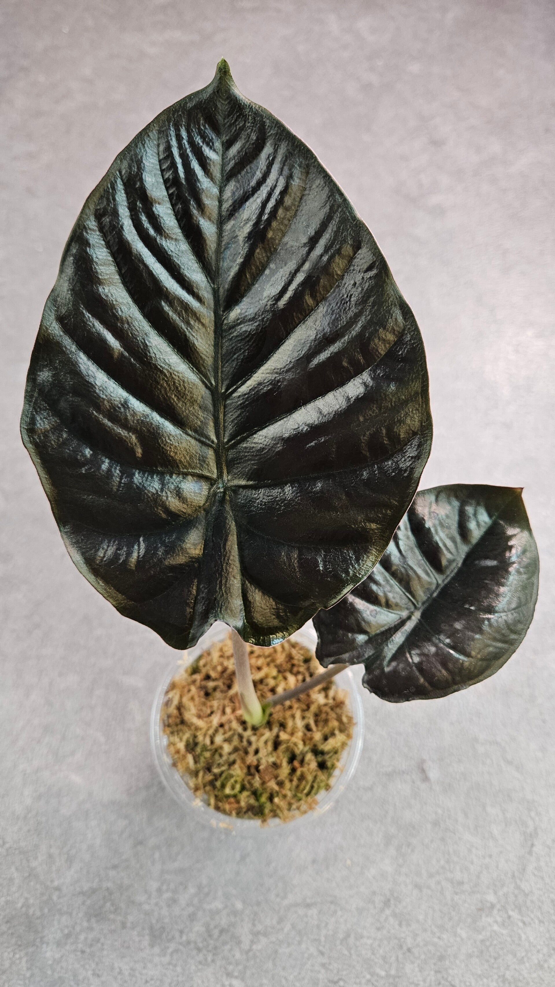 Alocasia Infernalis Kapit Black Magic (ntk)