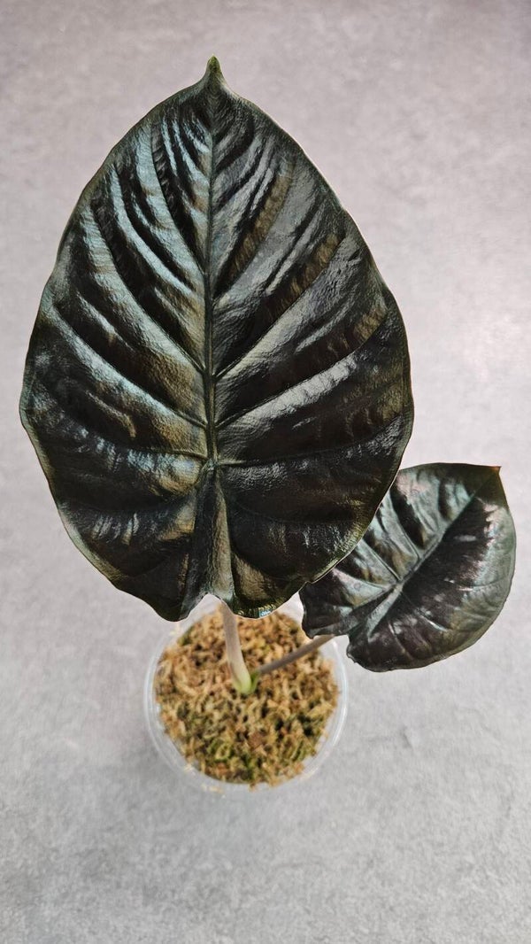 Alocasia Infernalis Kapit Black Magic (ntk)