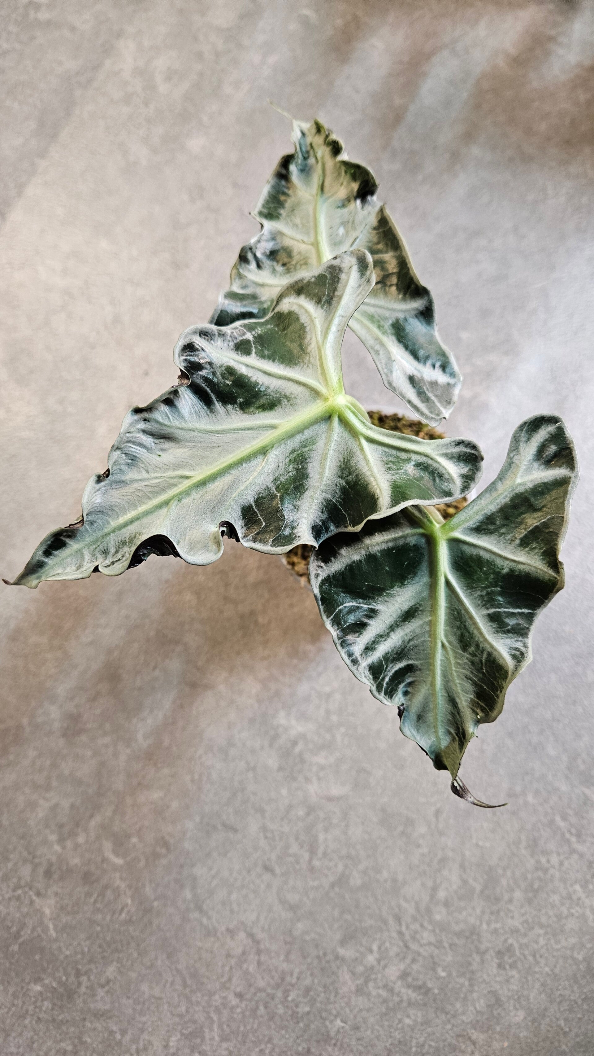 Alocasia Loco (ntk)