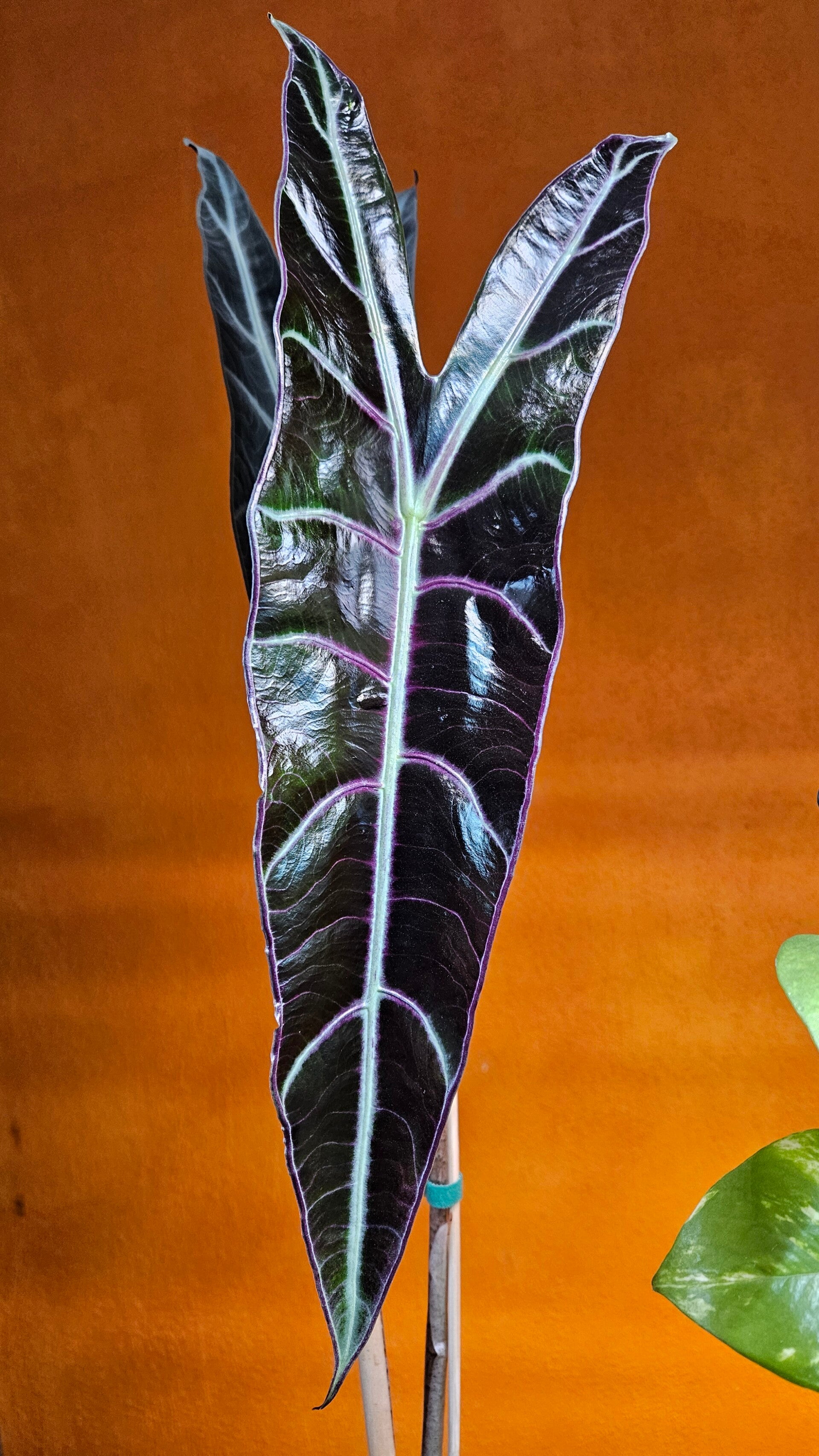 Alocasia Longiloba Purple (ntk)