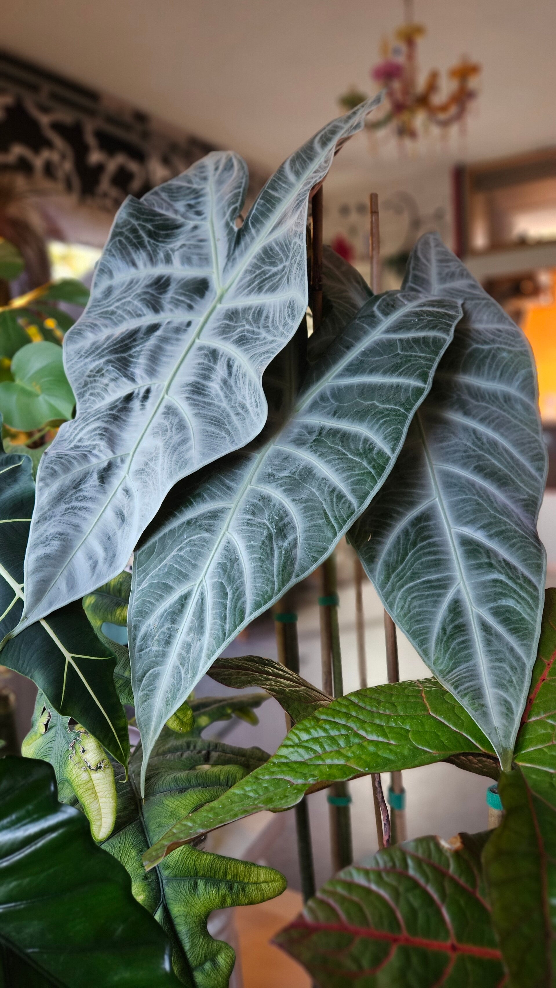 Alocasia Longiloba Silver (ntk)