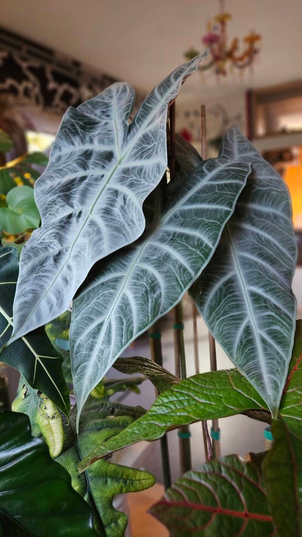 Alocasia Longiloba Silver (ntk)