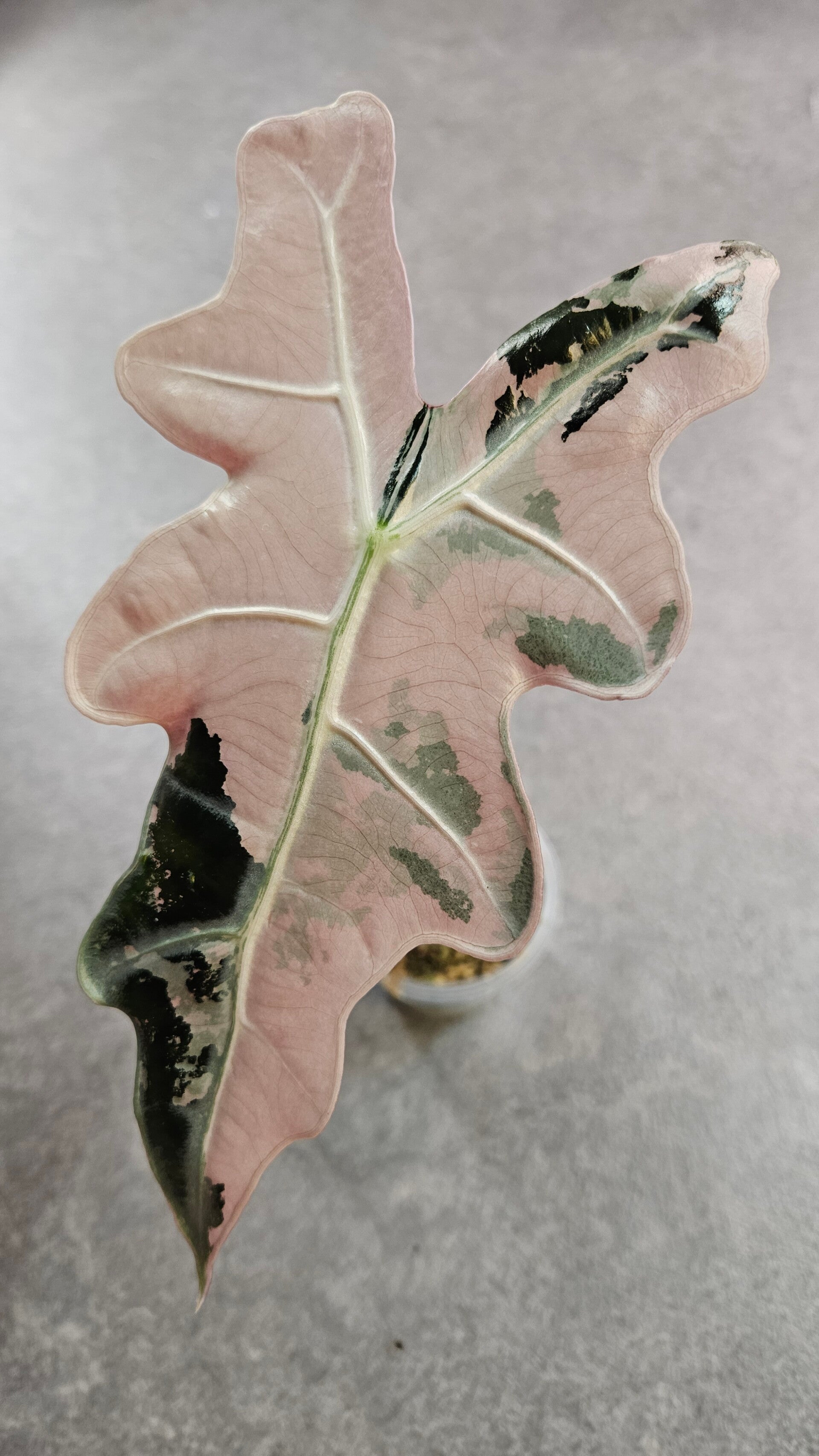 Alocasia Nobilis Pink Variegata (ntk)