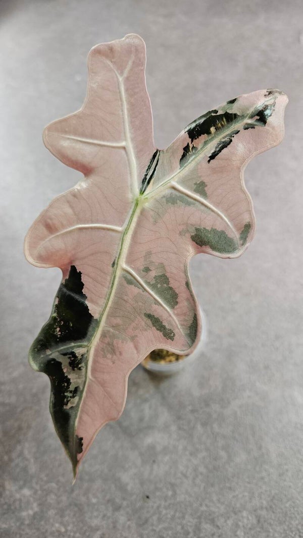 Alocasia Nobilis Pink Variegata (ntk)