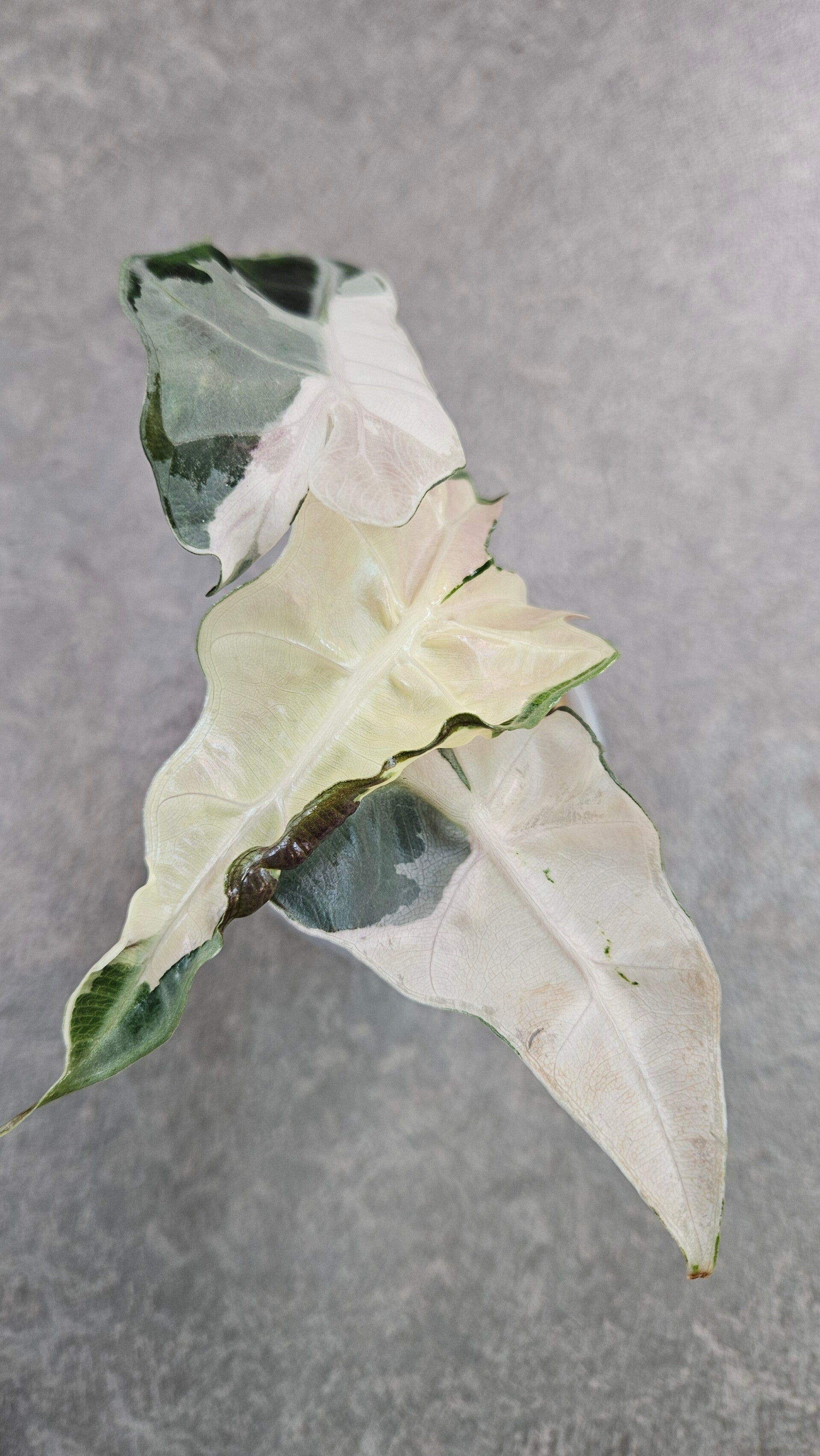 Alocasia Polly Pink Lava Variegata (ntk)
