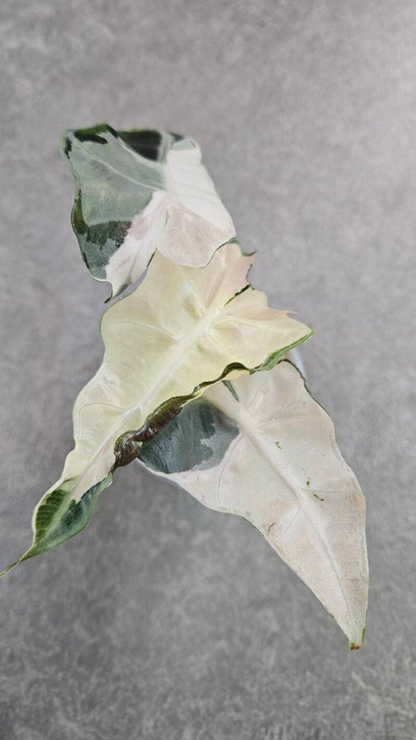 Alocasia Polly Pink Lava Variegata (ntk)