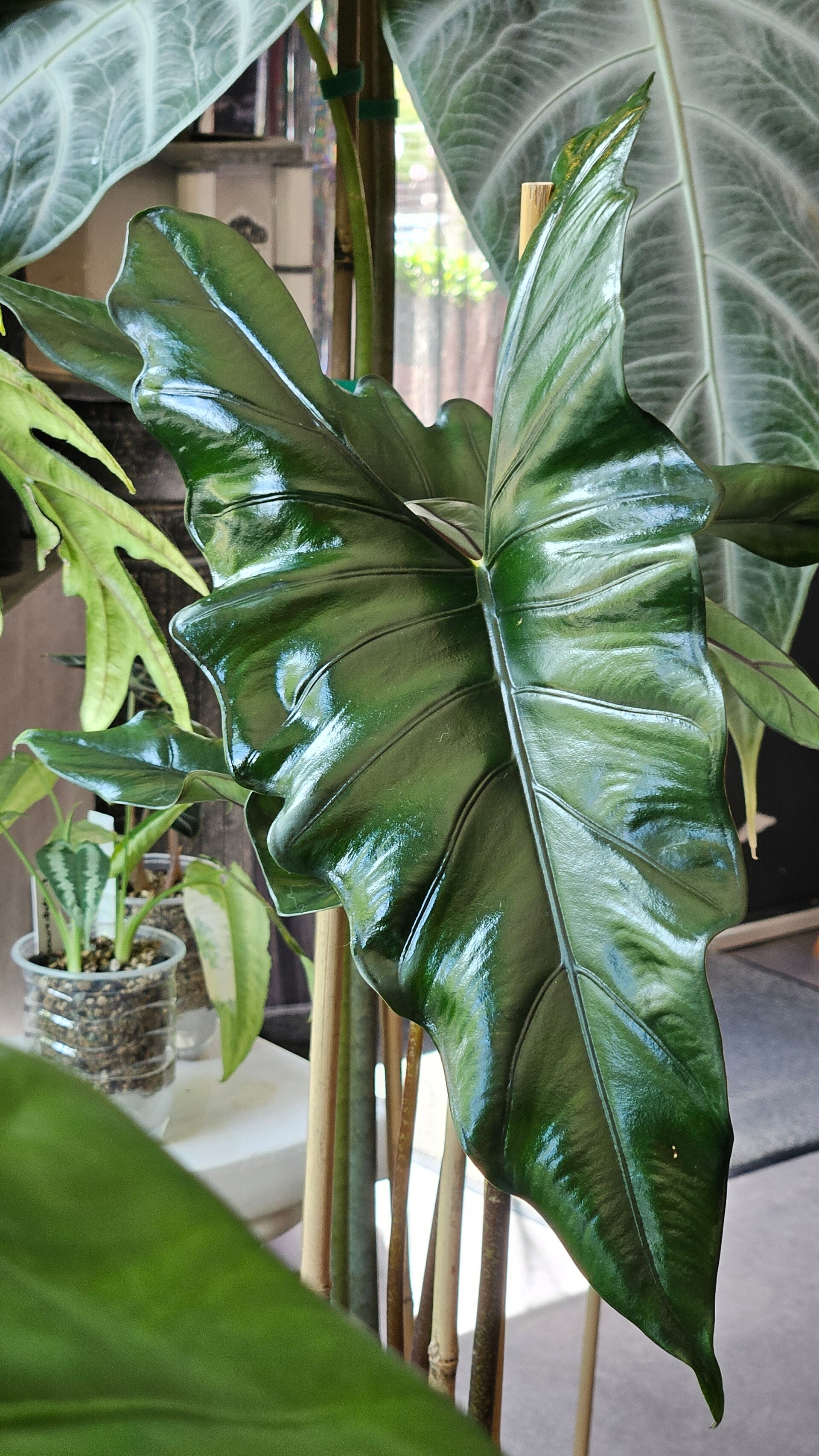 Alocasia Princeps Purple Cloak (ntk)