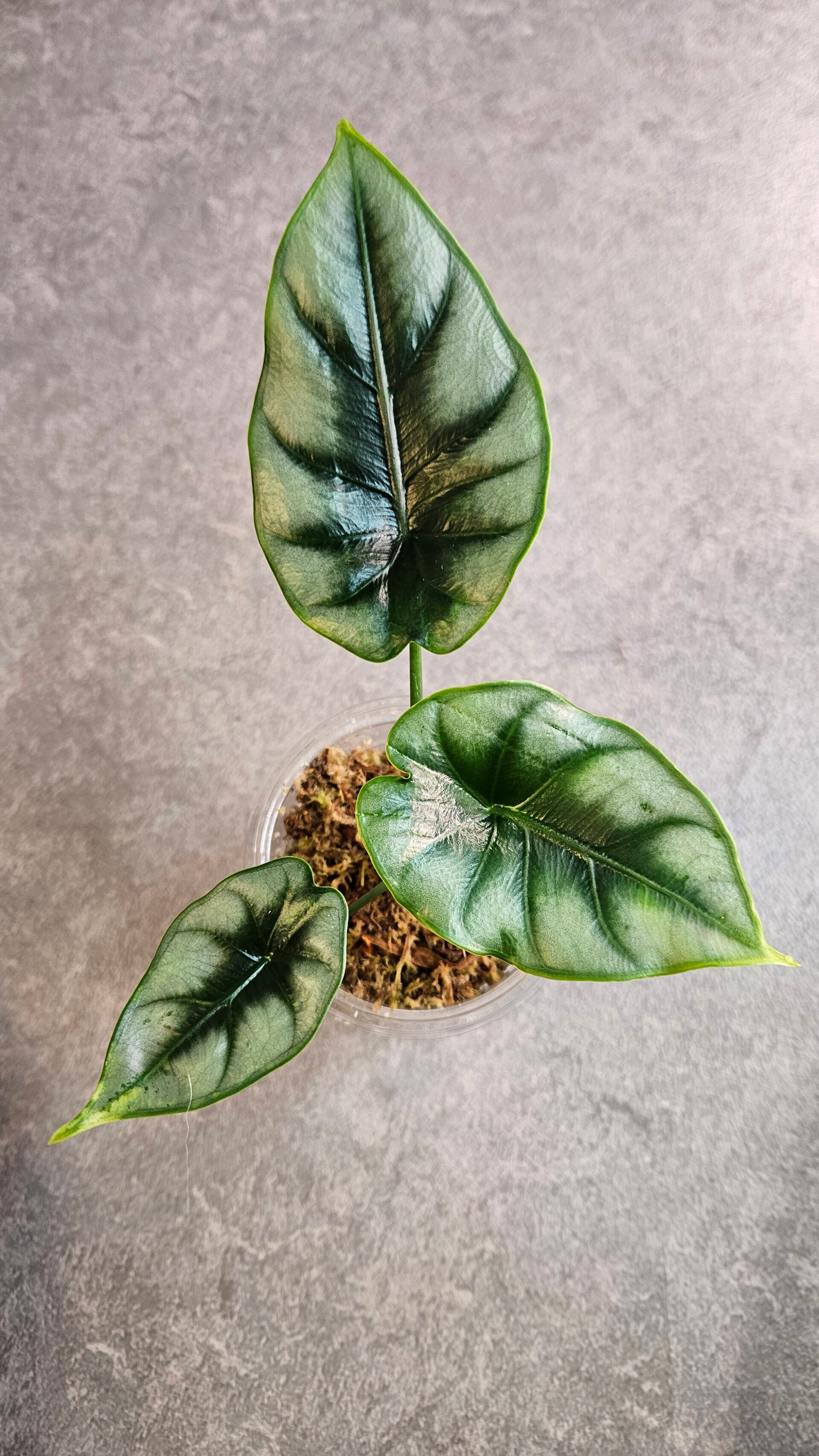 Alocasia Reversa (ntk)