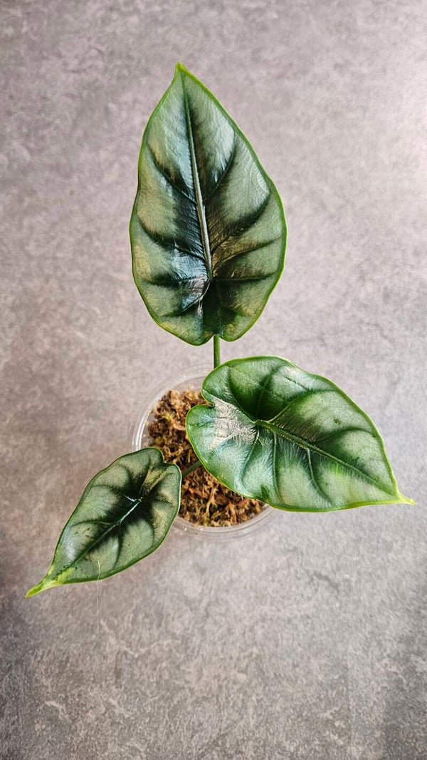 Alocasia Reversa (ntk)