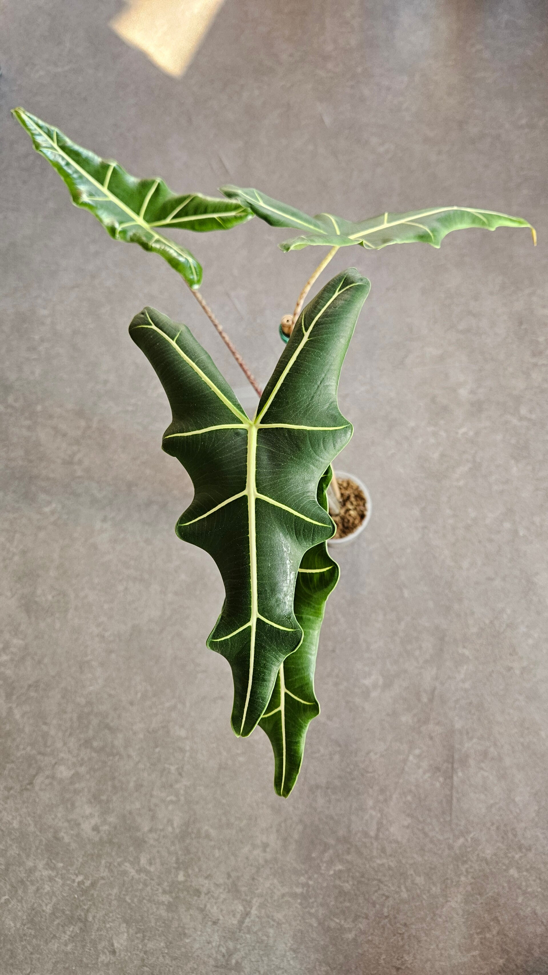 Alocasia Sarian (ntk)