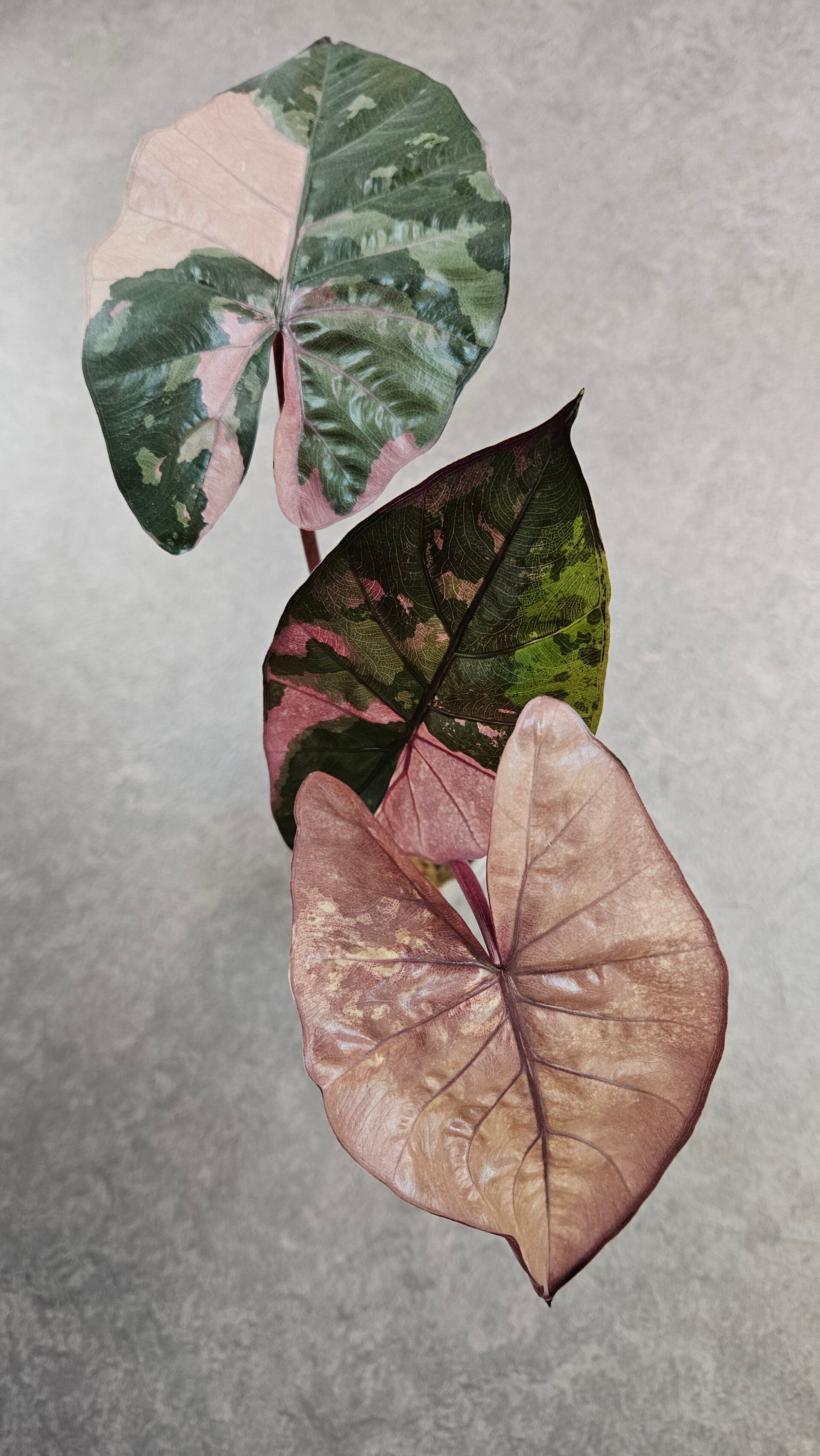 Alocasia 'Serendipity' Pink Variegata (ntk)