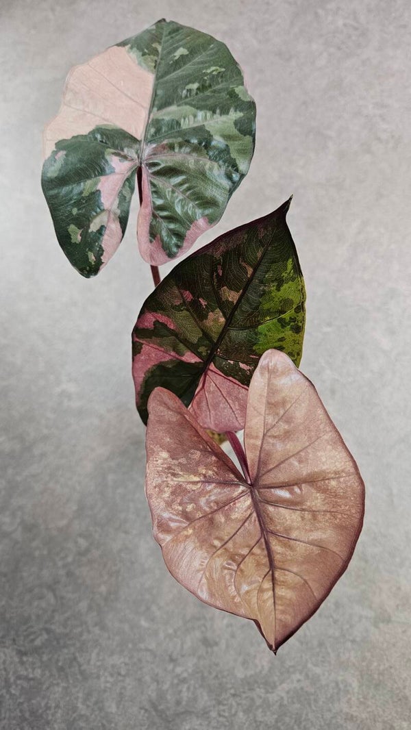 Alocasia 'Serendipity' Pink Variegata (ntk)