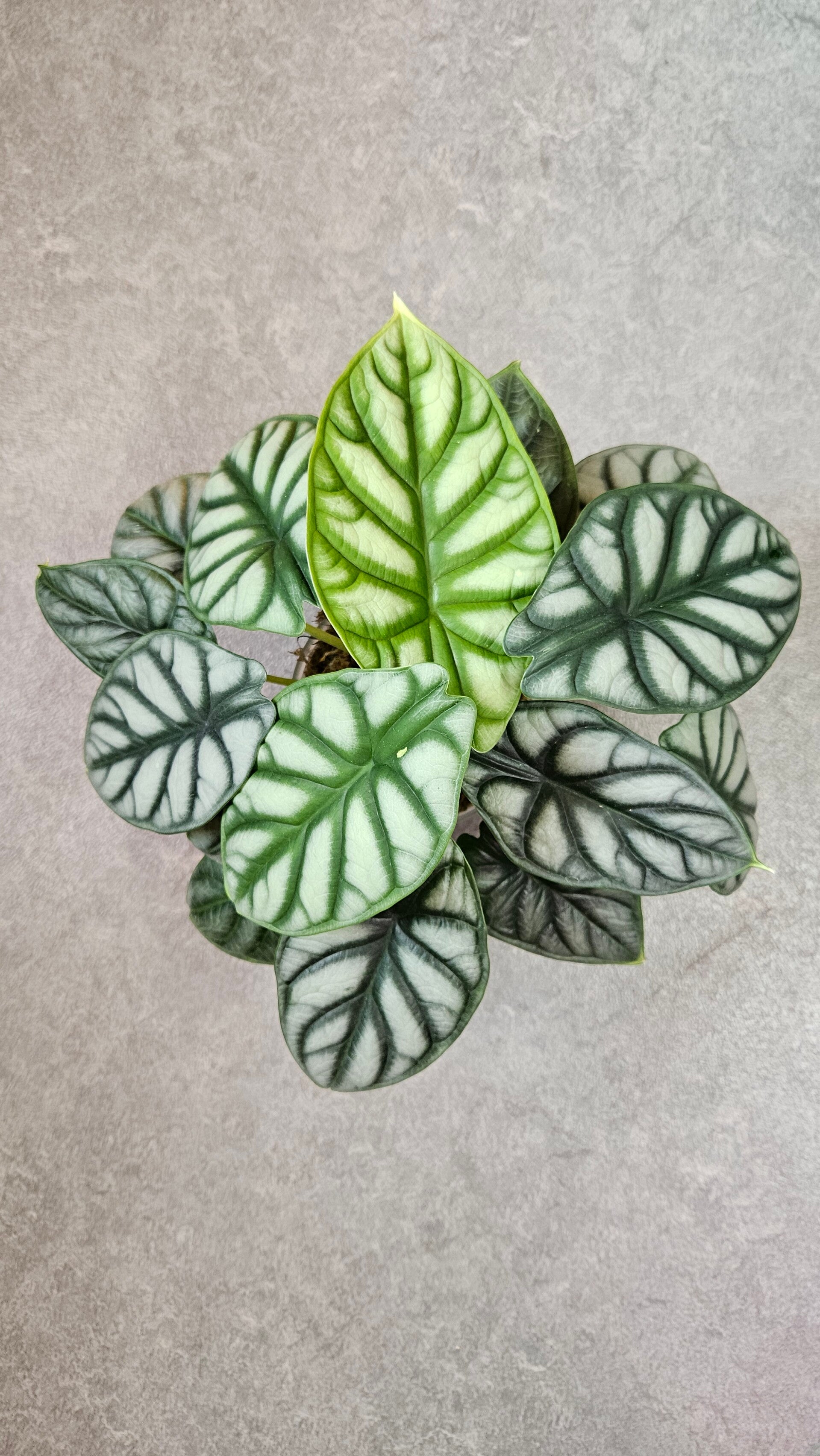 Alocasia Silver Dragon (ntk)