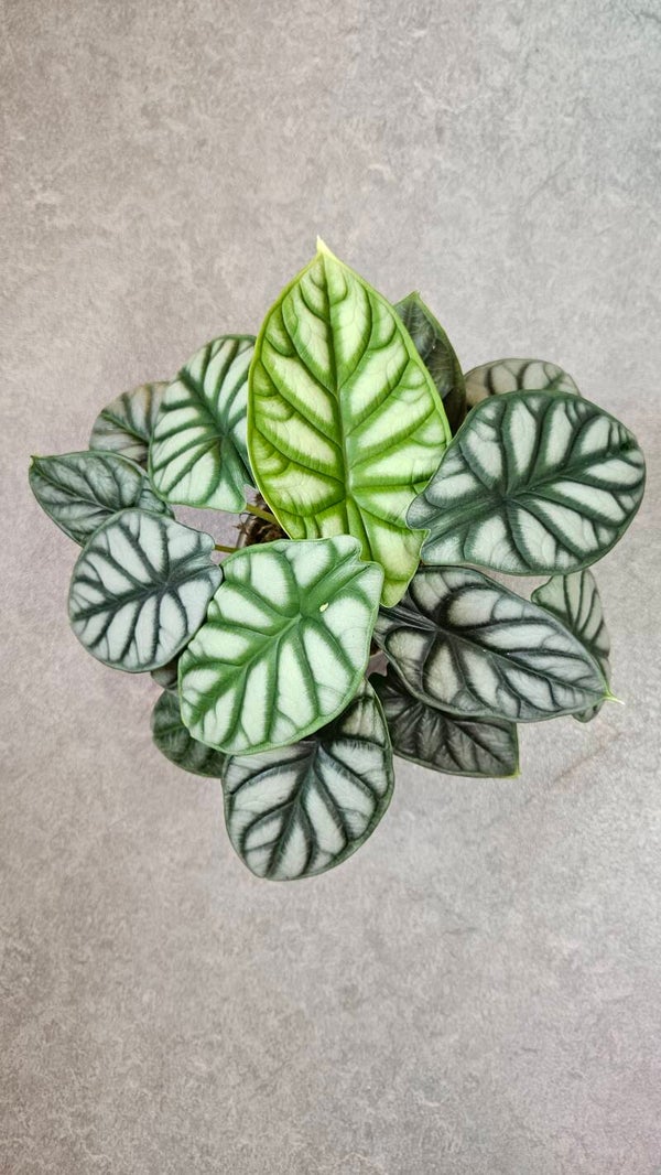 Alocasia Silver Dragon (ntk)