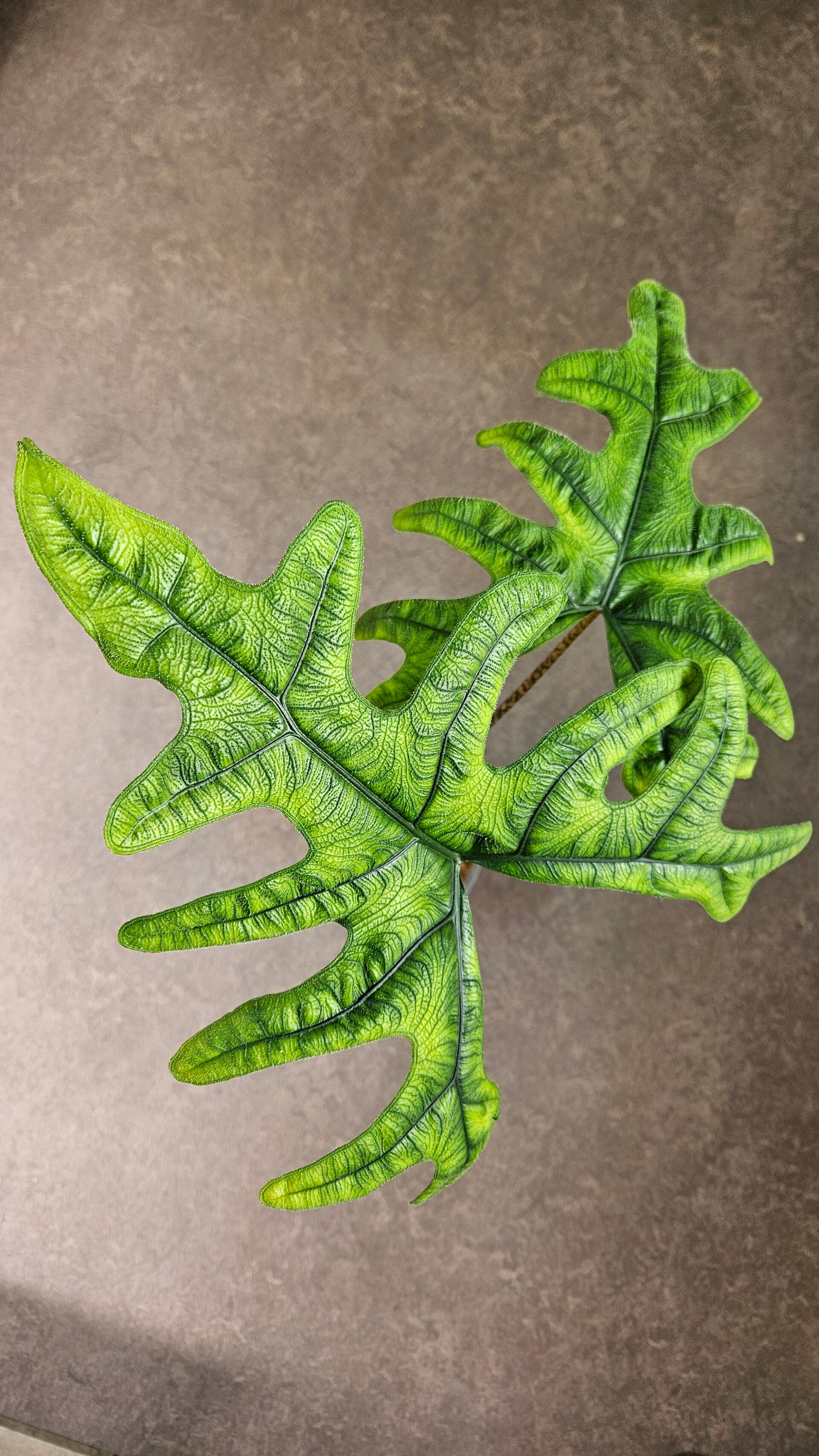 Alocasia Jacklyn (ntk)