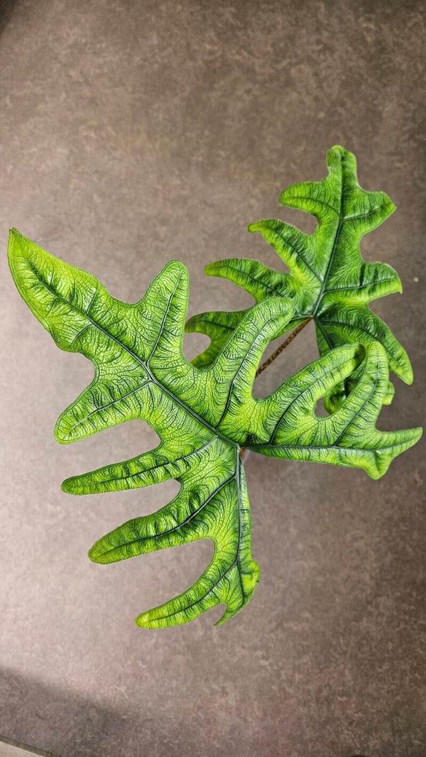 Alocasia Jacklyn (ntk)