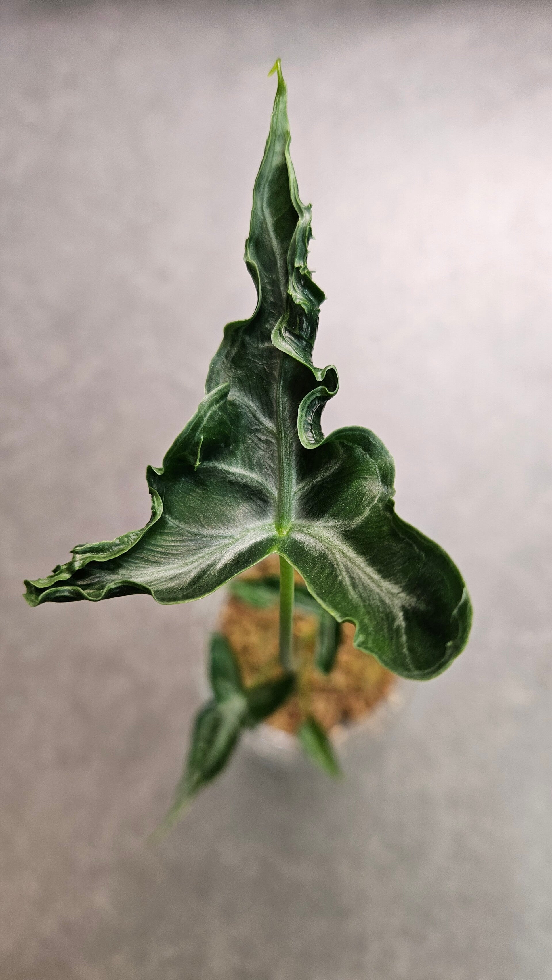 Alocasia Teletubbie (ntk)