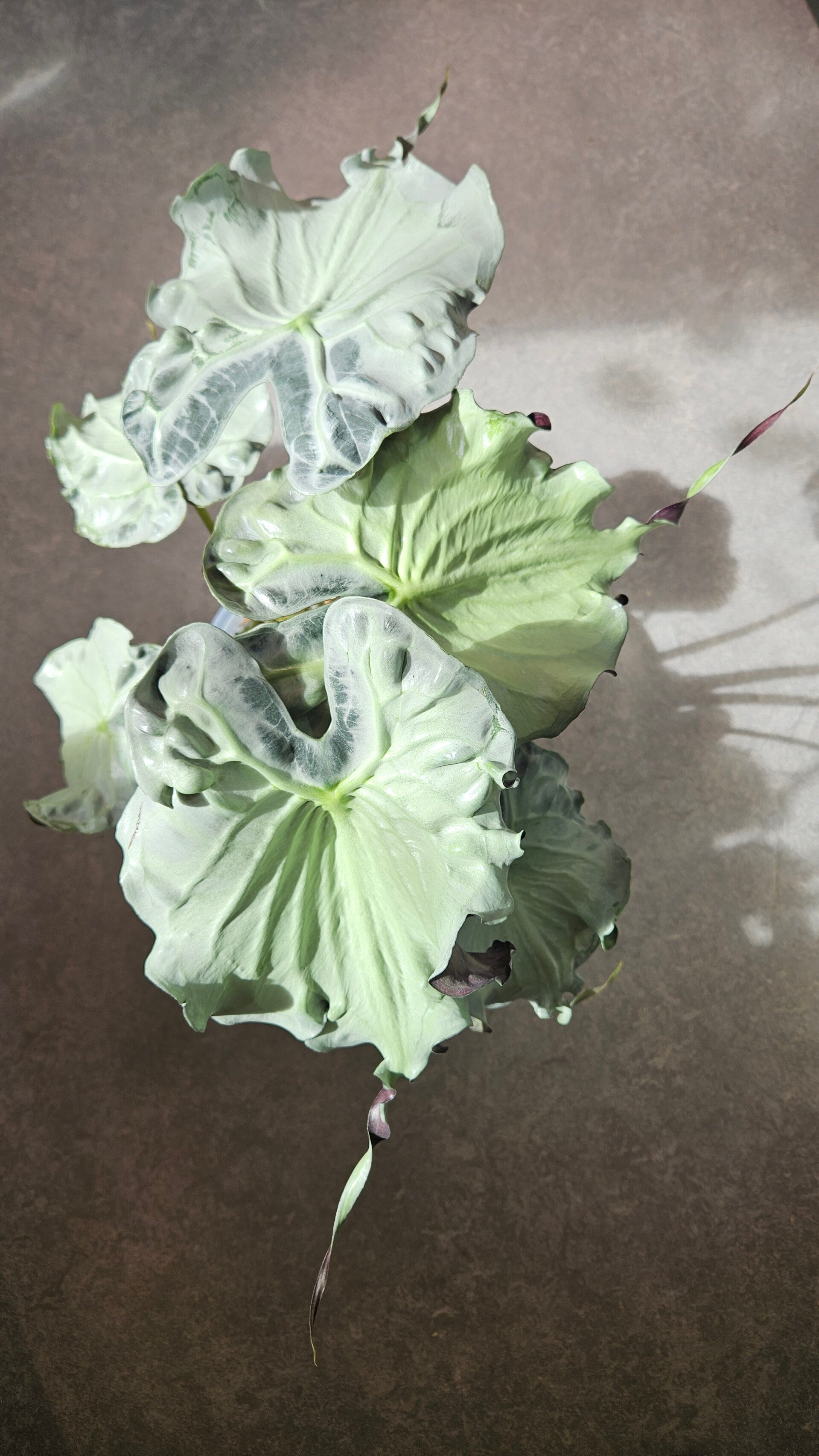 Alocasia Venom (ntk)
