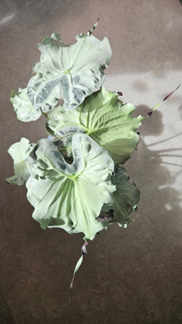 Alocasia Venom (ntk)