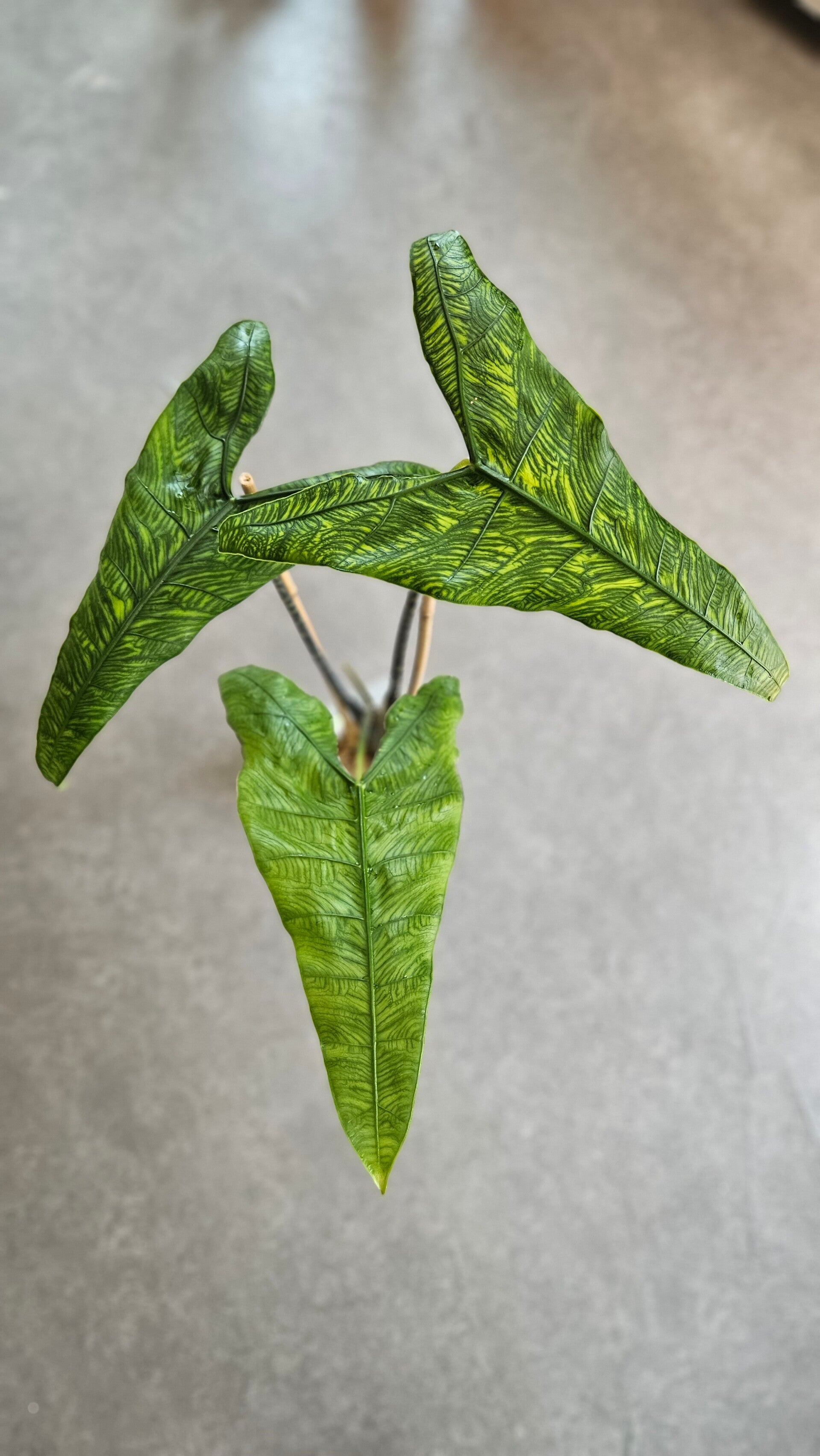 Alocasia Zebrina Reticulata (ntk)
