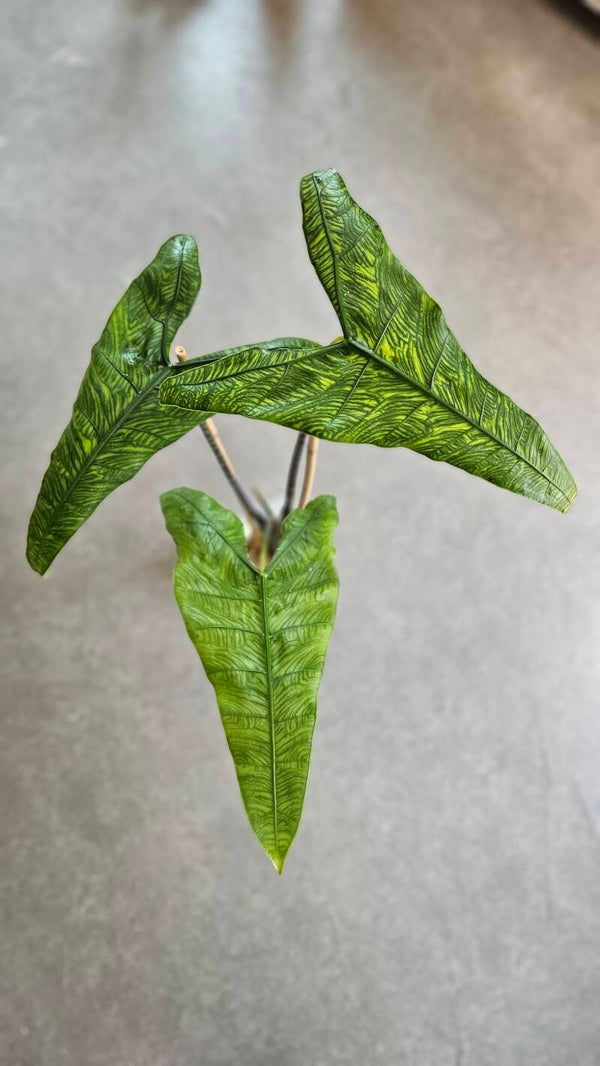 Alocasia Zebrina Reticulata (ntk)