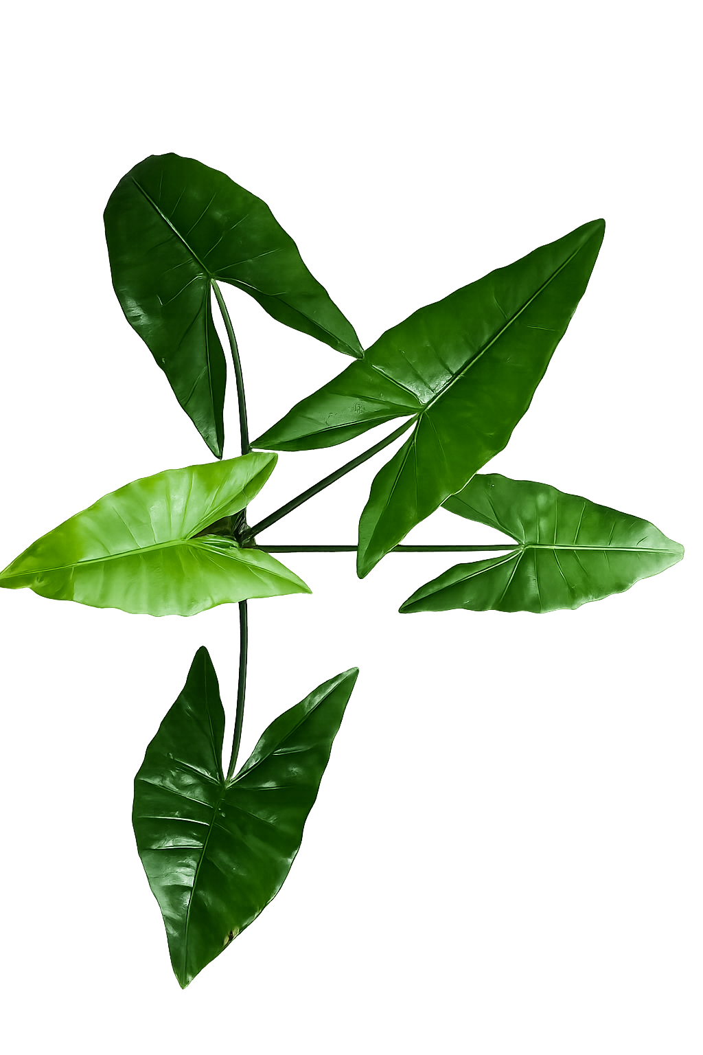 Alocasia Zebrina Black Stem (ntk)