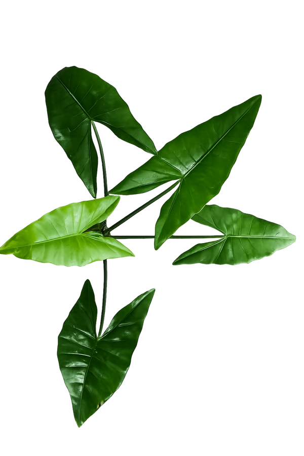 Alocasia Zebrina Black Stem (ntk)