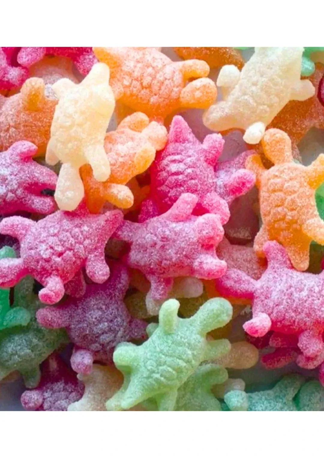 Tortue Citrique 100g