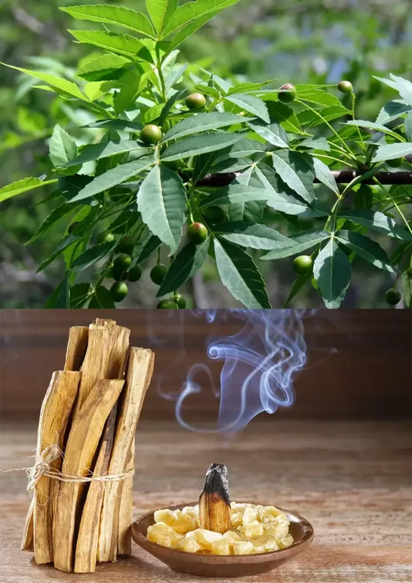 Palo Santo
