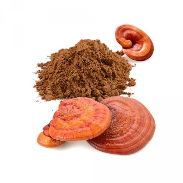 Reishi Bio in polvere