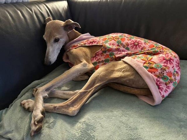 Galgo / greyhound - hemdje