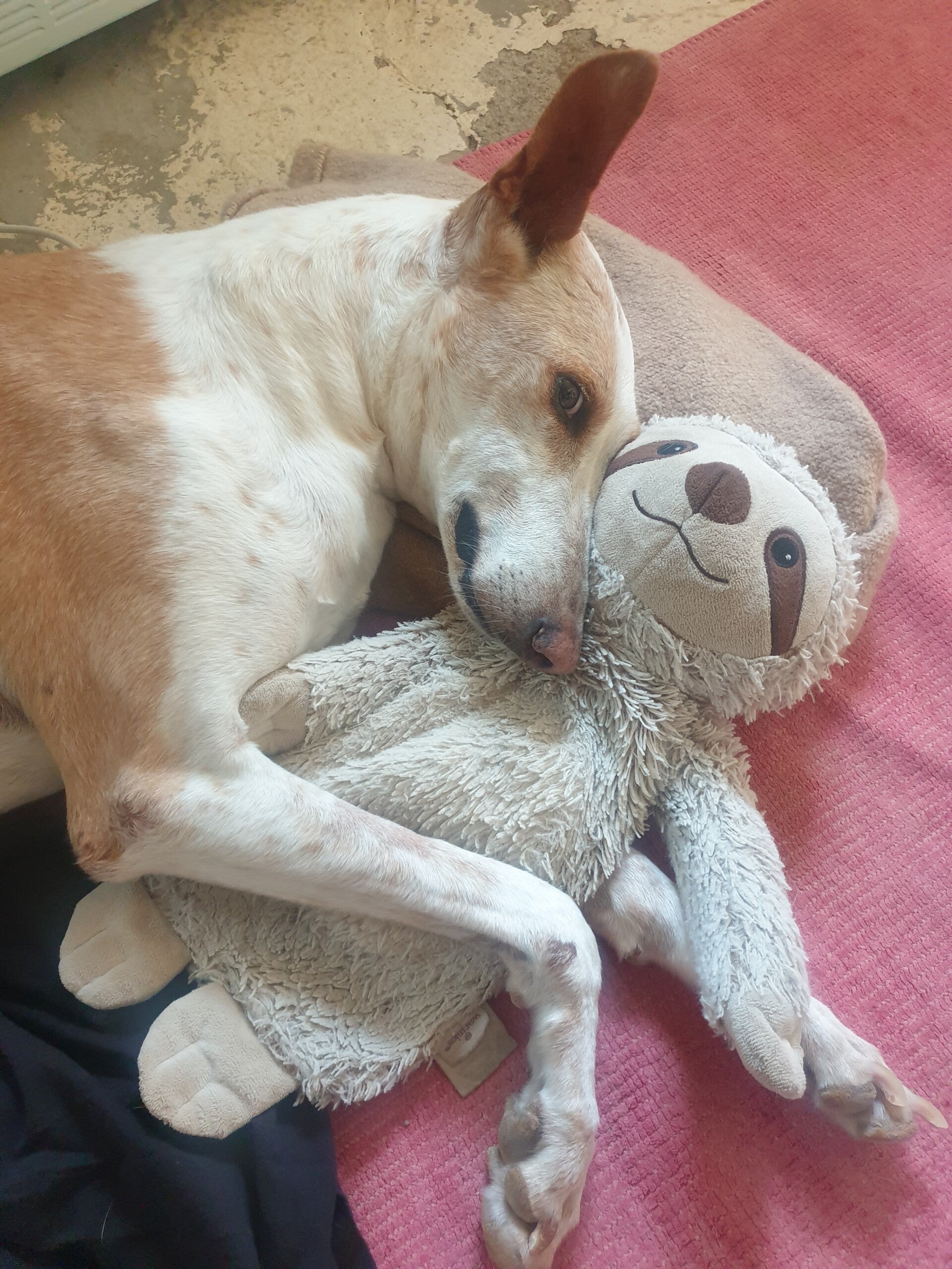 Ovenhandschoenen : Podenco Mariposa groen