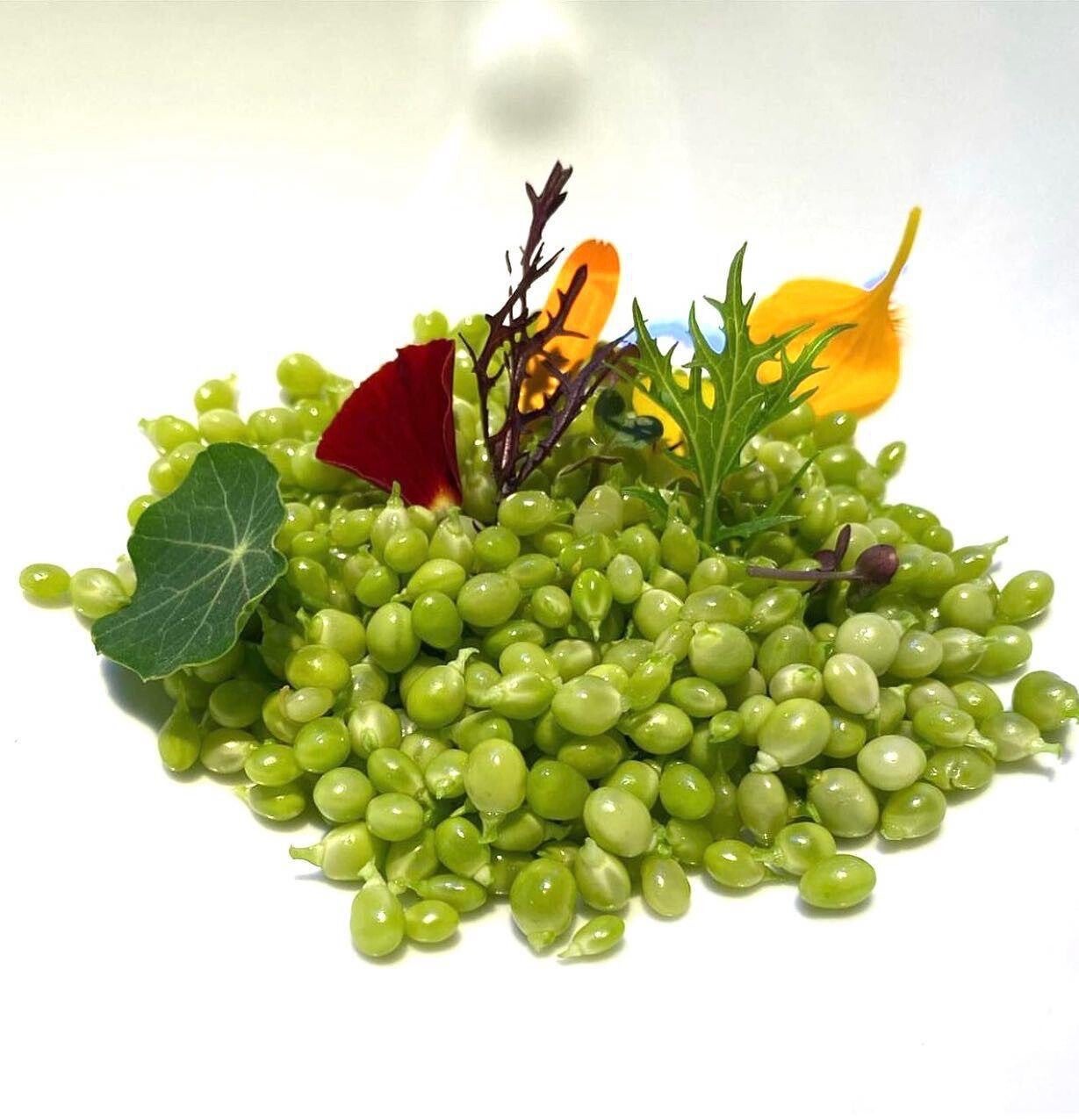 Traan erwten XL 1 kg