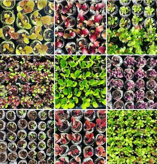 Plant box  Home ( 20 Planten )