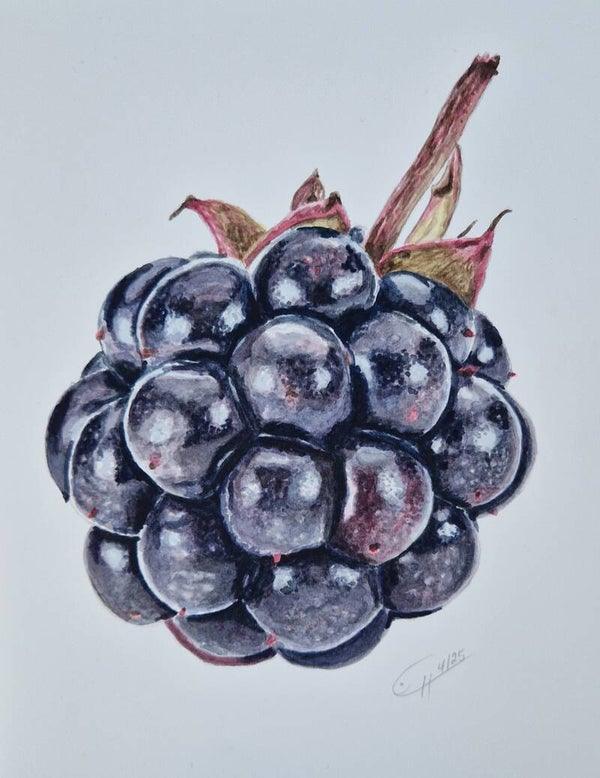 Brombeere