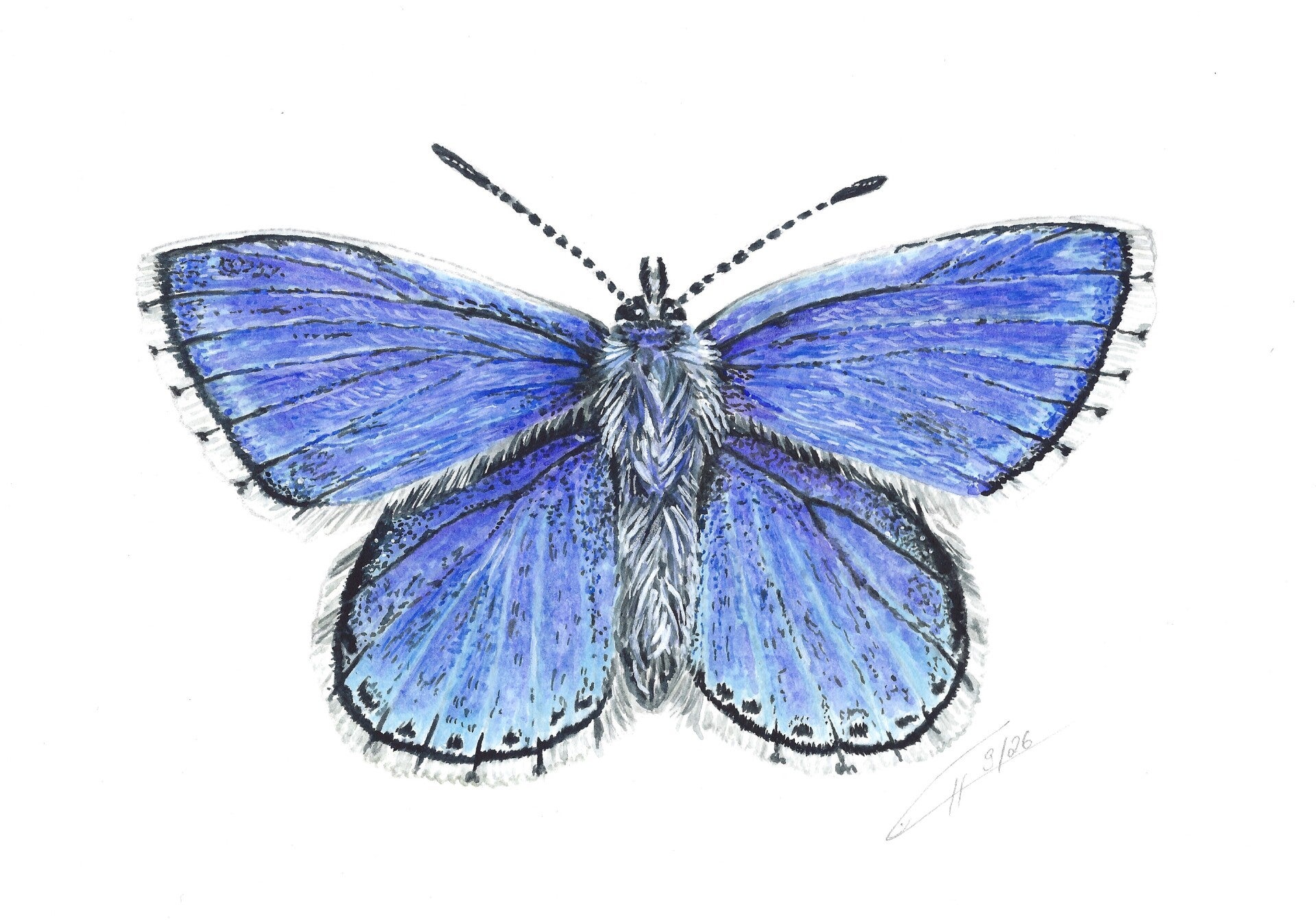 blauer Schmetterling