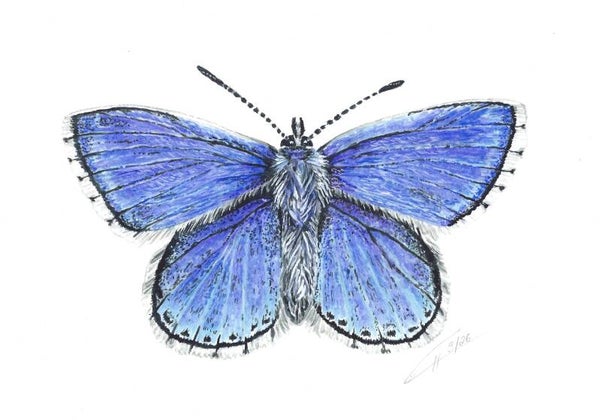 blauer Schmetterling