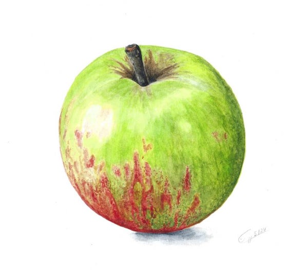 Apfel