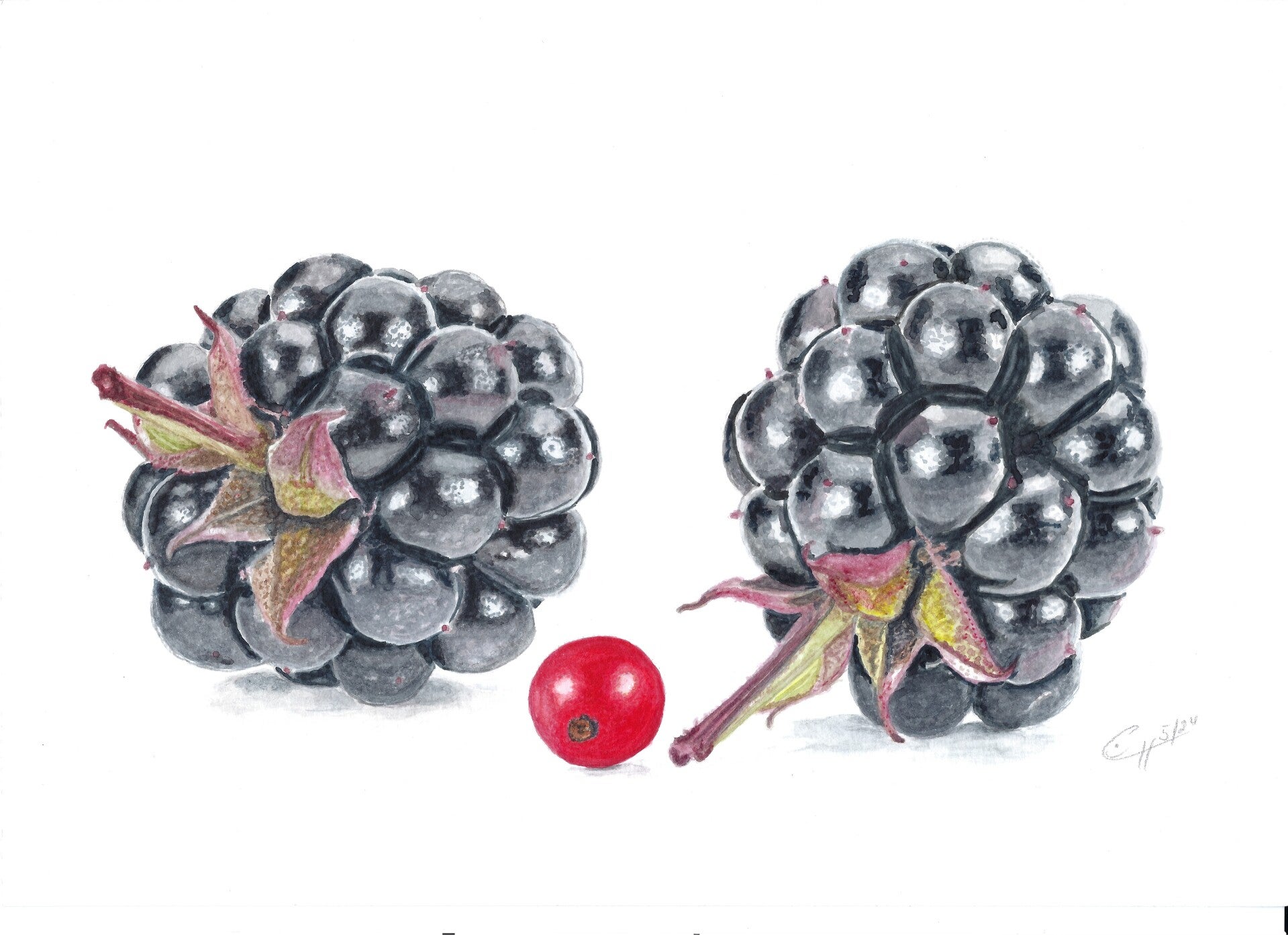 Brombeeren mit Johannisbeere