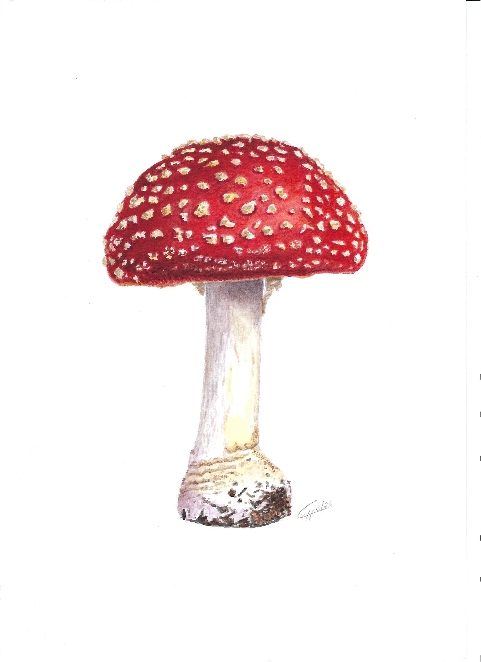Fliegenpilz