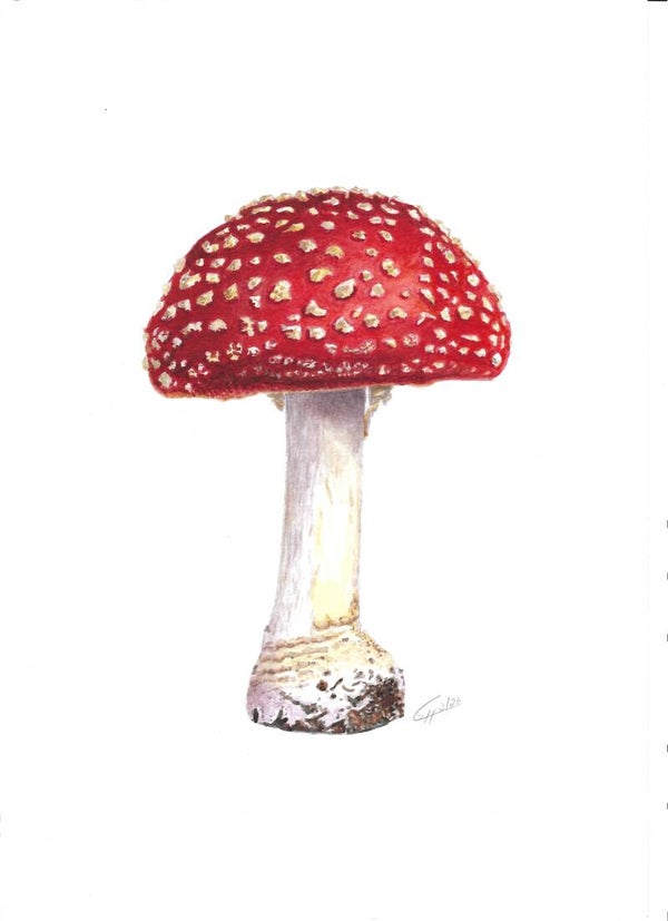 Fliegenpilz