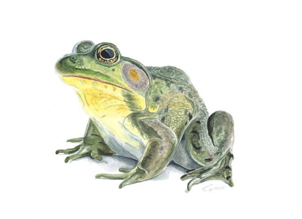 Frosch