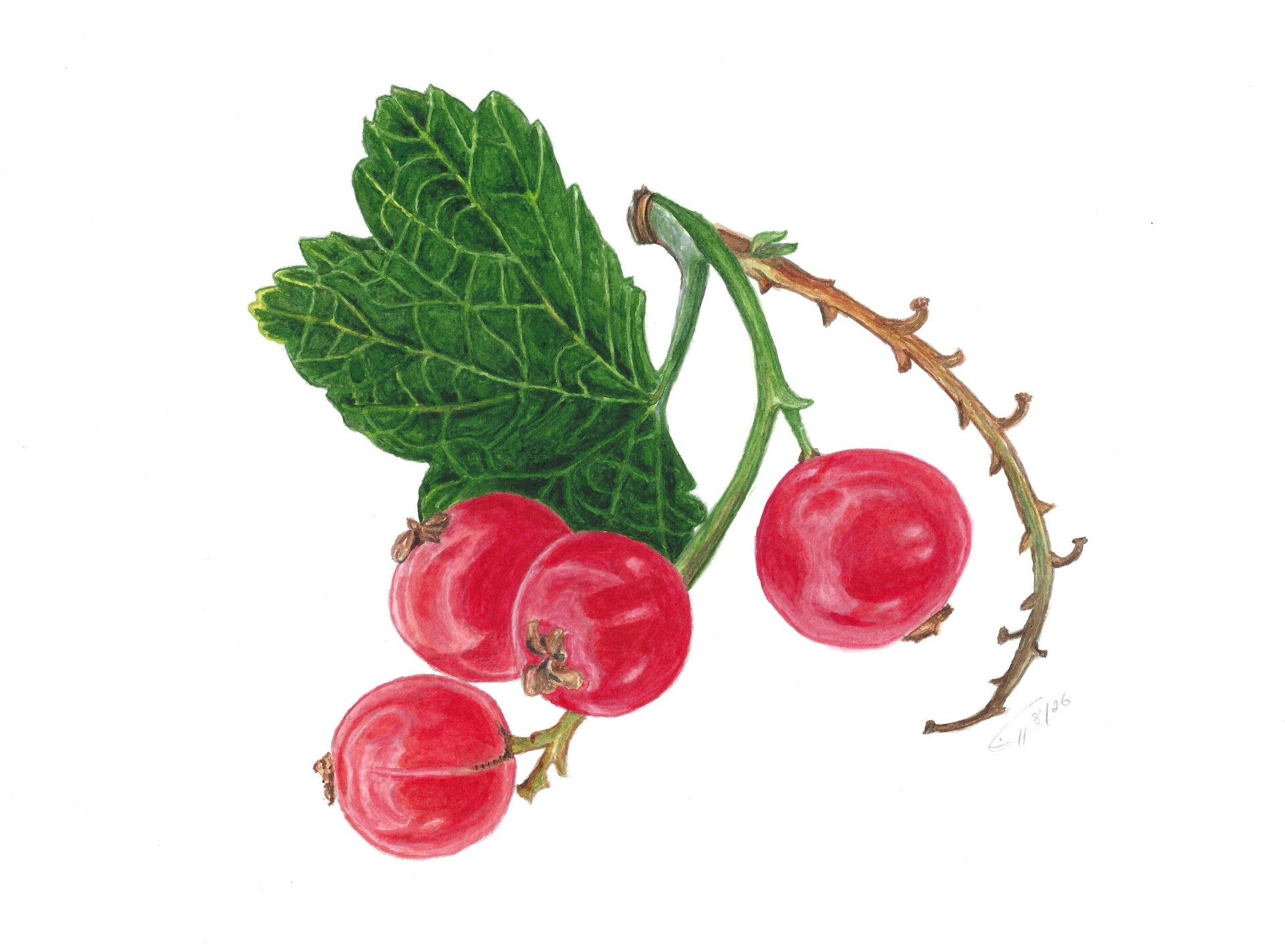 Johannisbeeren mit Blatt