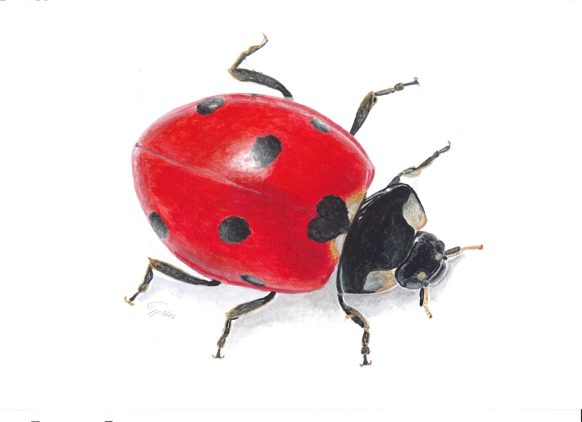 Marienkäfer