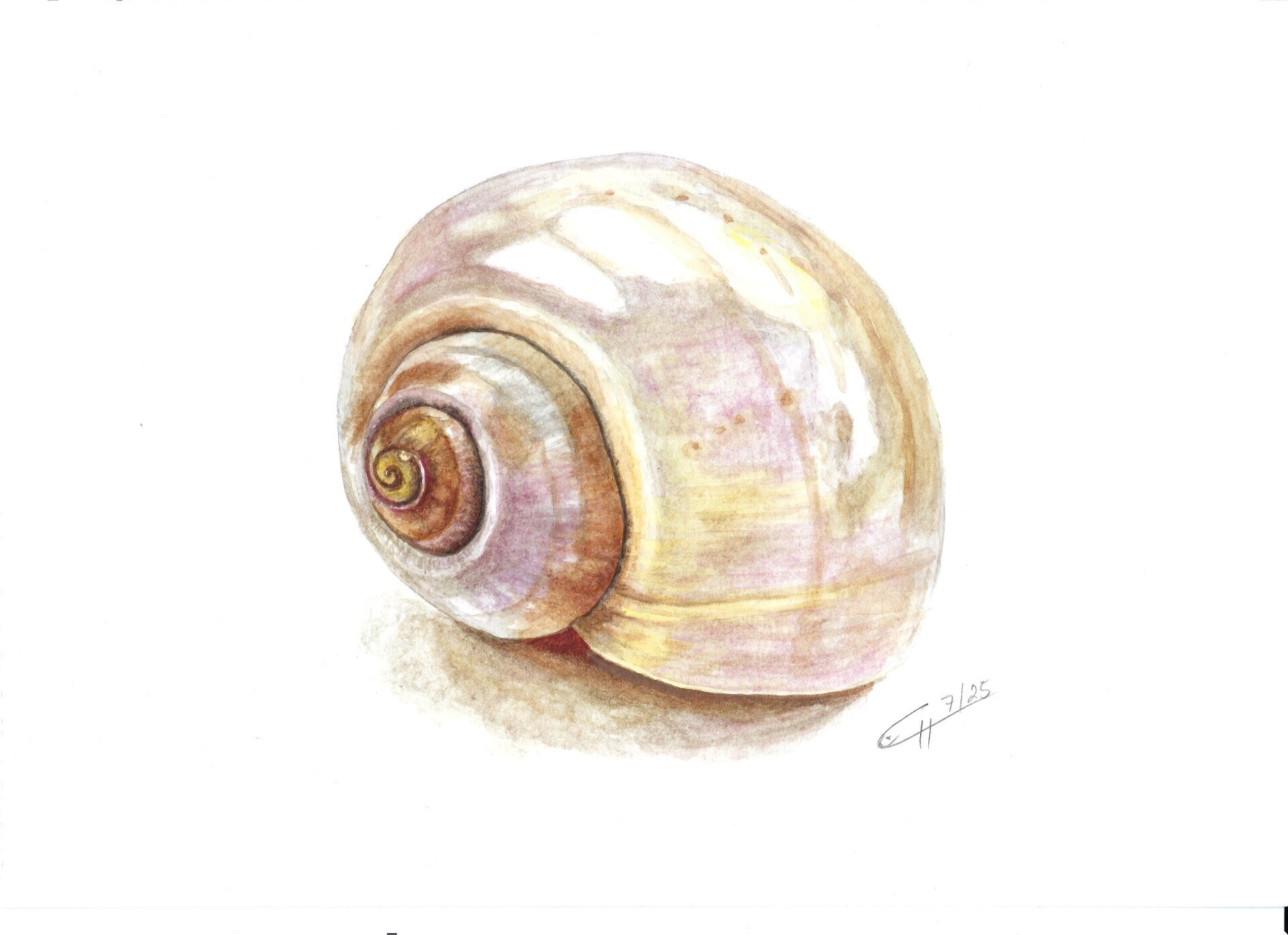 Muschel
