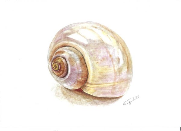 Muschel
